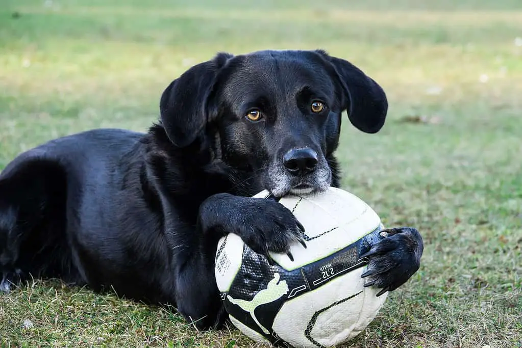 Service dog; border collie vs labrador retriever