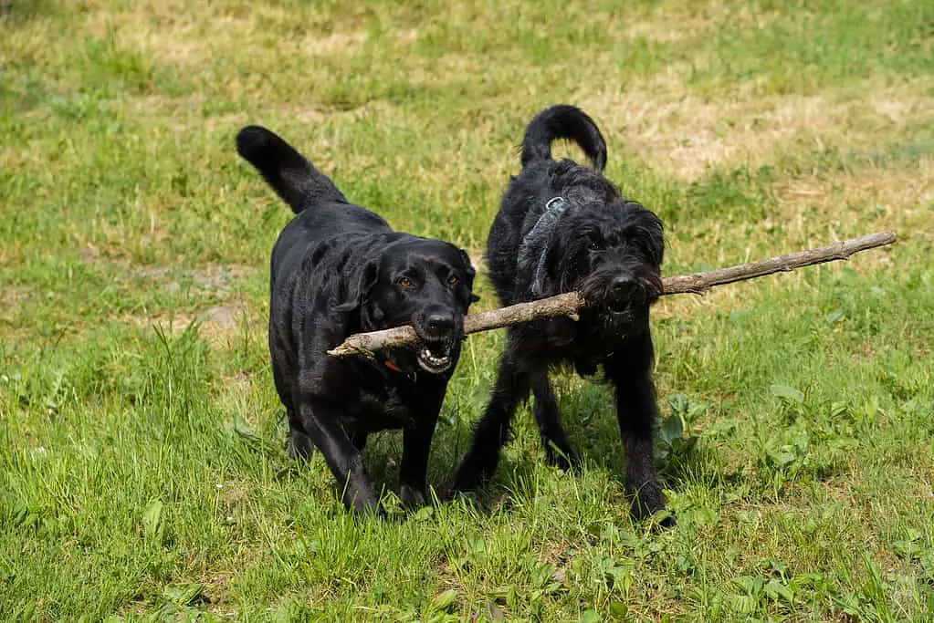  labrador retriever labradoodle; original assistance dog, dog toys