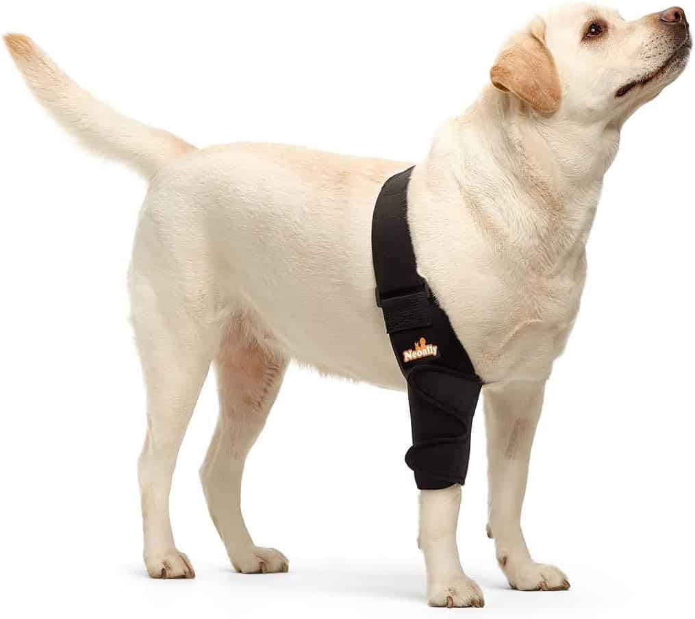 dog callus elbow treatment