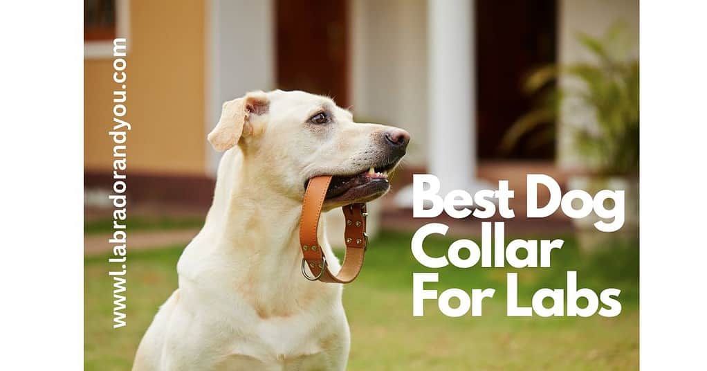 best dog collar for labs