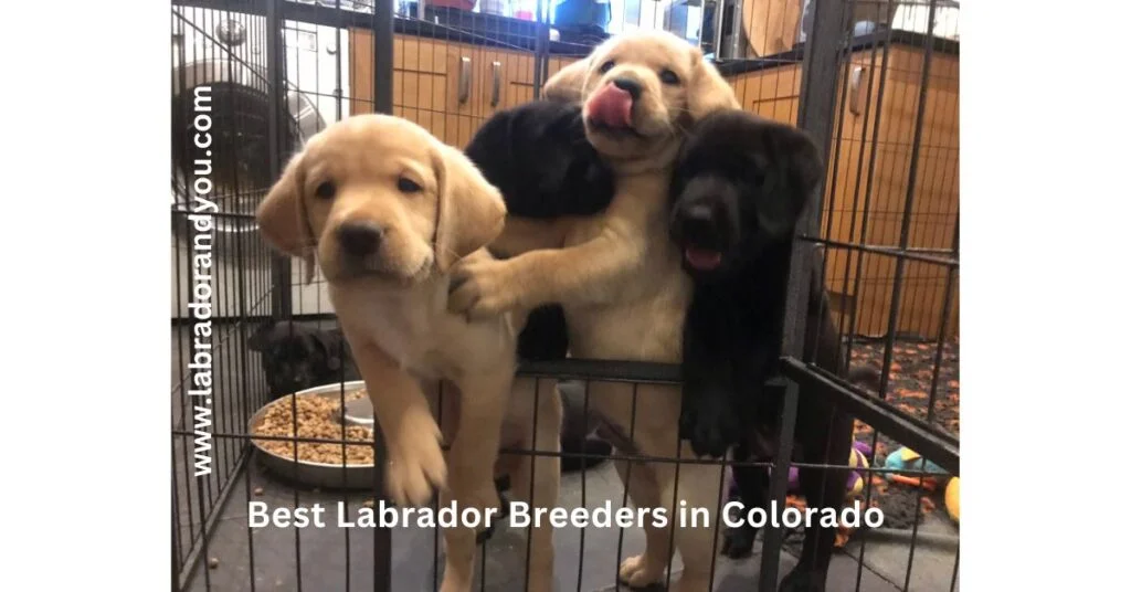 best labrador breeders in colorado