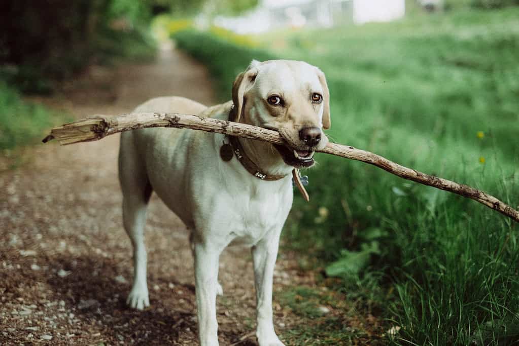 colorado dog breeders