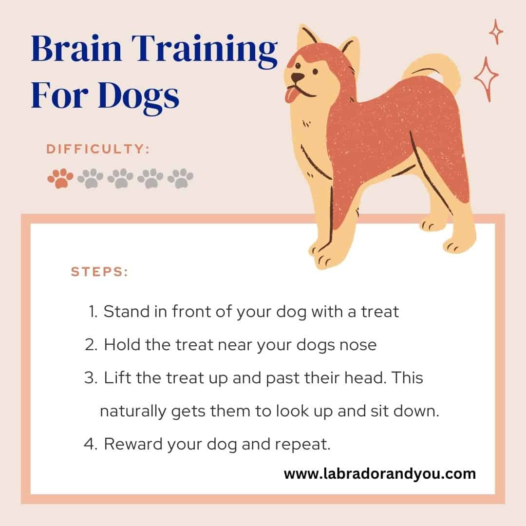 Brain Training for Dogs by Adrienne Farricelli by Adrienne F.