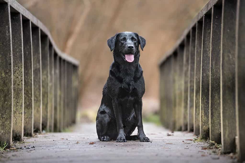 Labrador retriever originally bred in New Foundland