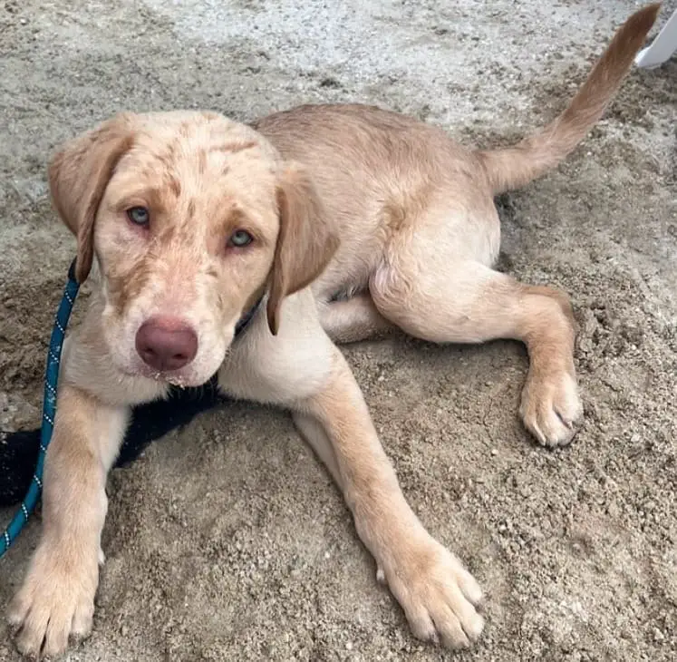 champagne labrador retrievers