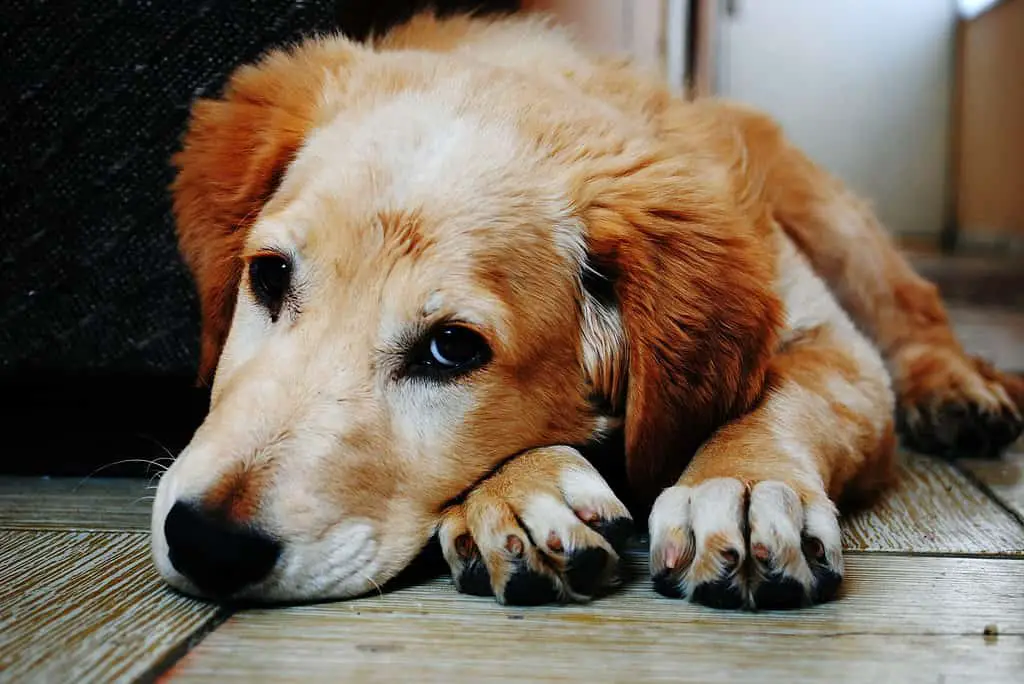 Doggie daycare, puppy thrown out of daycare