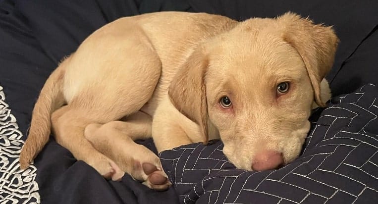 champagne lab puppies