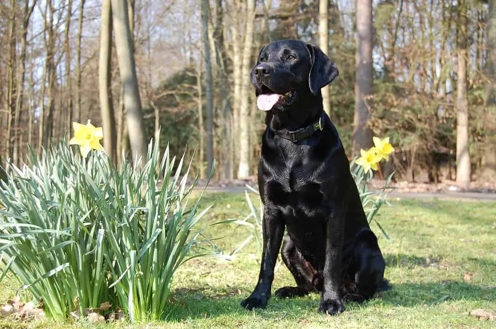 purebred black labradors