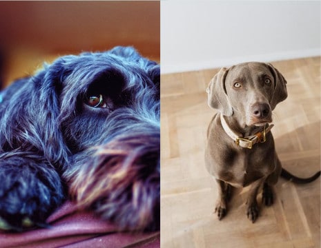 one poodle parent and labrador retriever; hypoallergenic poodle vs pure labrador