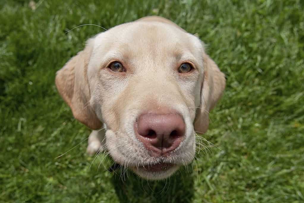 white lab with blue eyes
