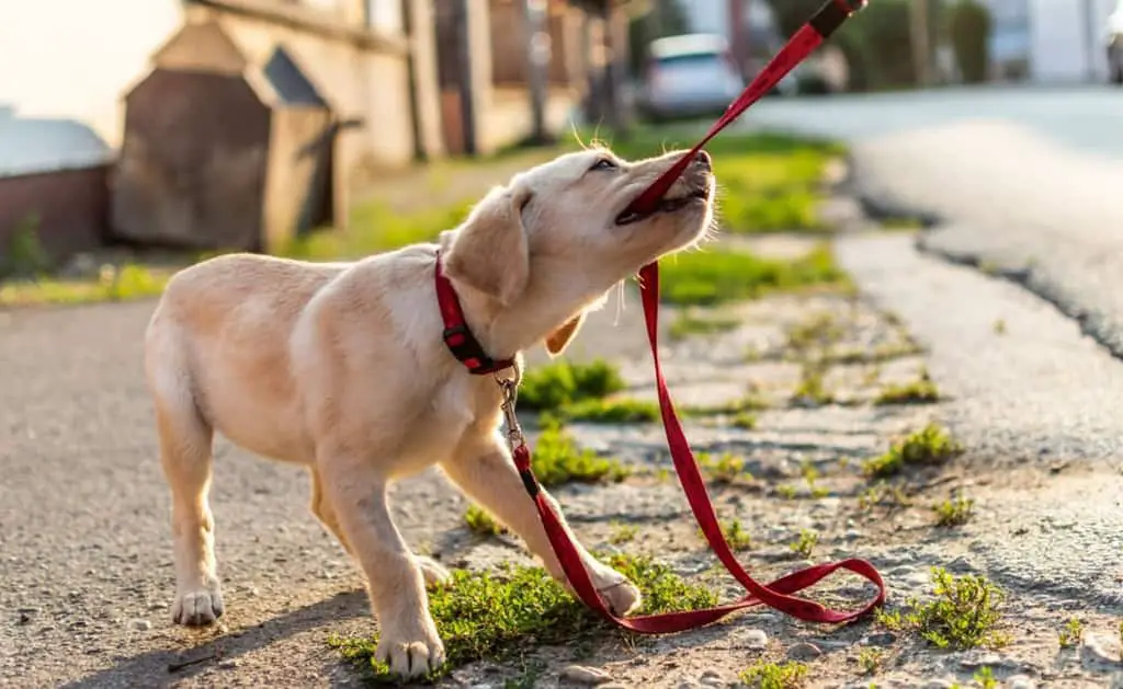 Labrador coat color; minimal grooming; day grooming; shedding season