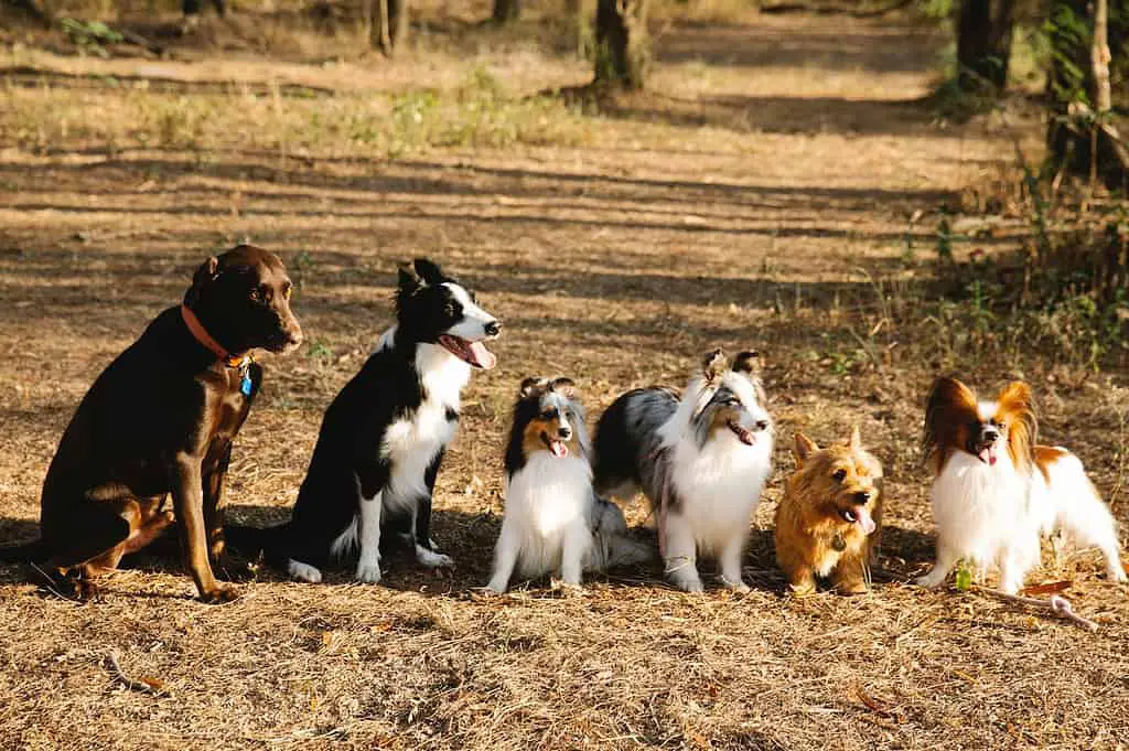 Individual dog; Coat types; labrador retriever compare with border collie