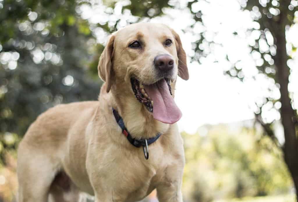 Male Labrador retriever dog breed