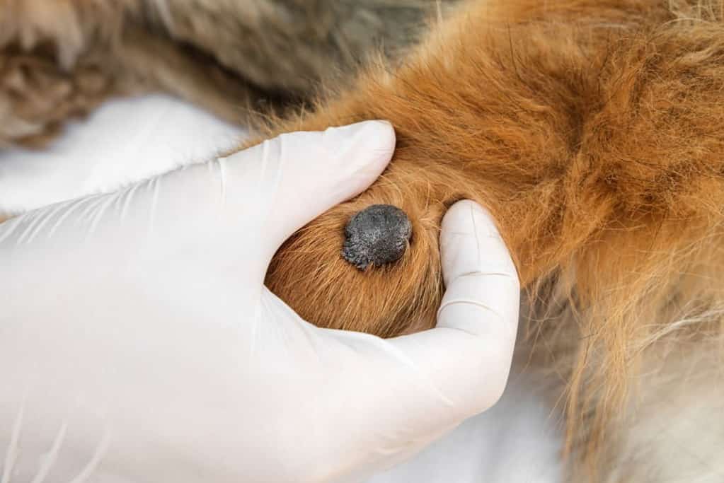 dog elbow callus infection