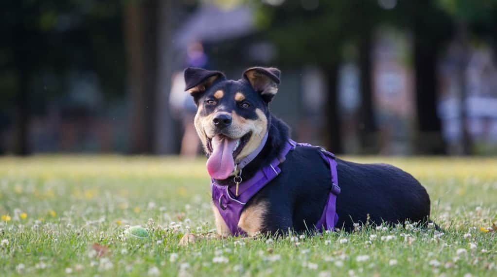 Rottweiler vs labrador retriever; Rottweiler dogs