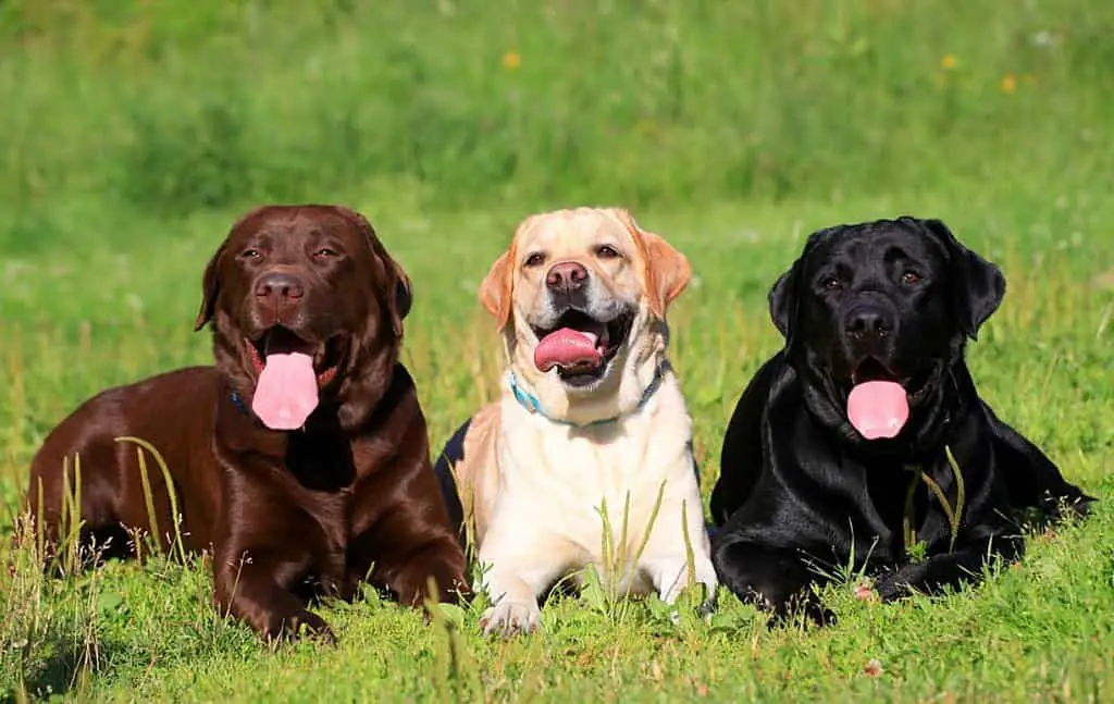 labrador retriever breeders in maryland