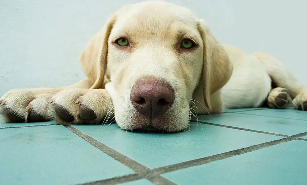 lab with green eyes