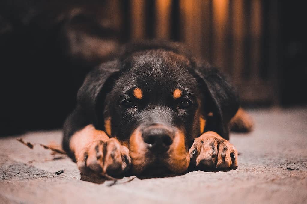  Rottweiler vs labrador; top dog