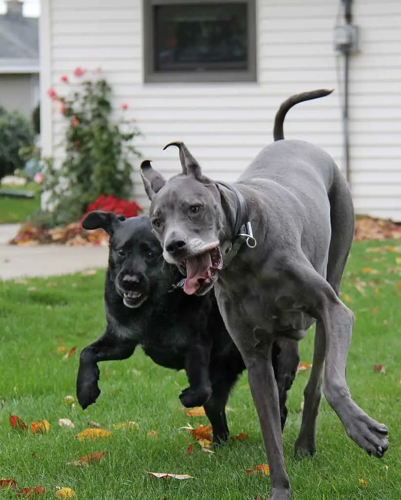 Great dane vs labrador; Pet parents