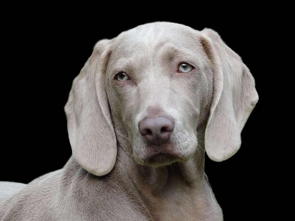 Velcro dog looks like silver lab; other dogs; breeds love