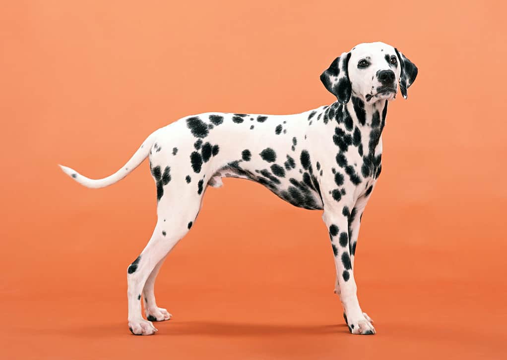 Dalmatian Dog Breeds; dalmatian's life expectancy; few hours