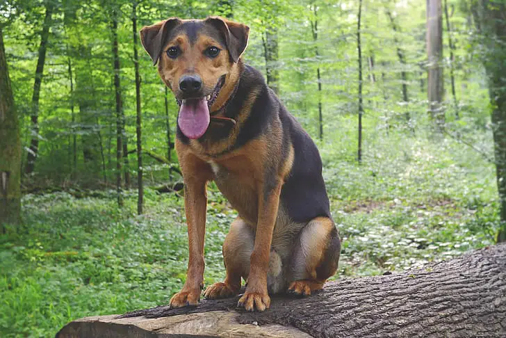 rottweiler mixed with black lab