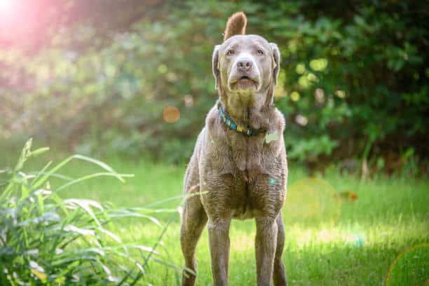 blue labrador retriever