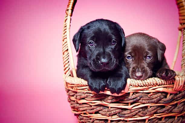 male black lab with female black lab