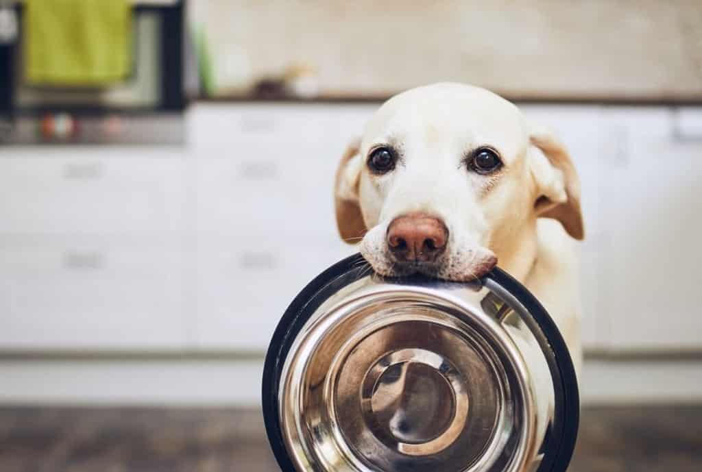 Why do labradors eat so fast