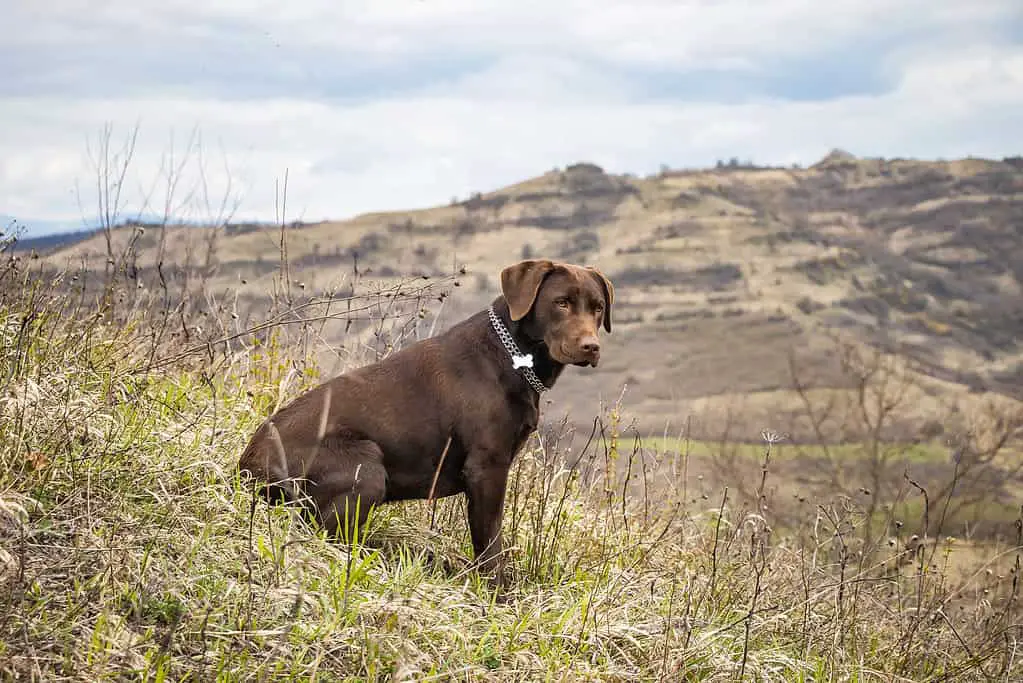 labrador retriever puppies colorado