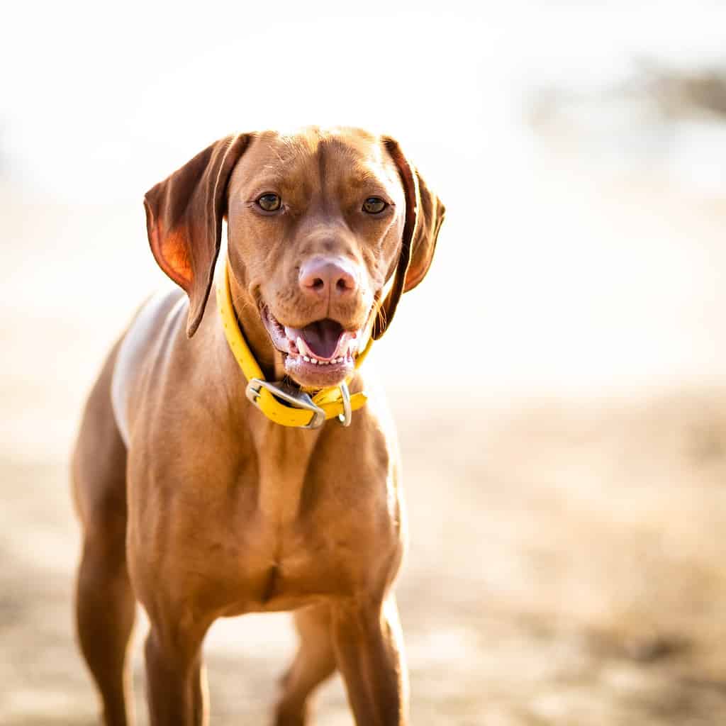 Vizsla dog breed; Vizsla vs labrador retriever