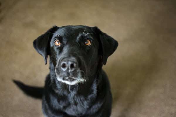 labrador breeders in southern california