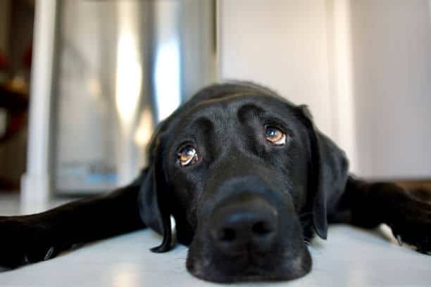 black lab puppies