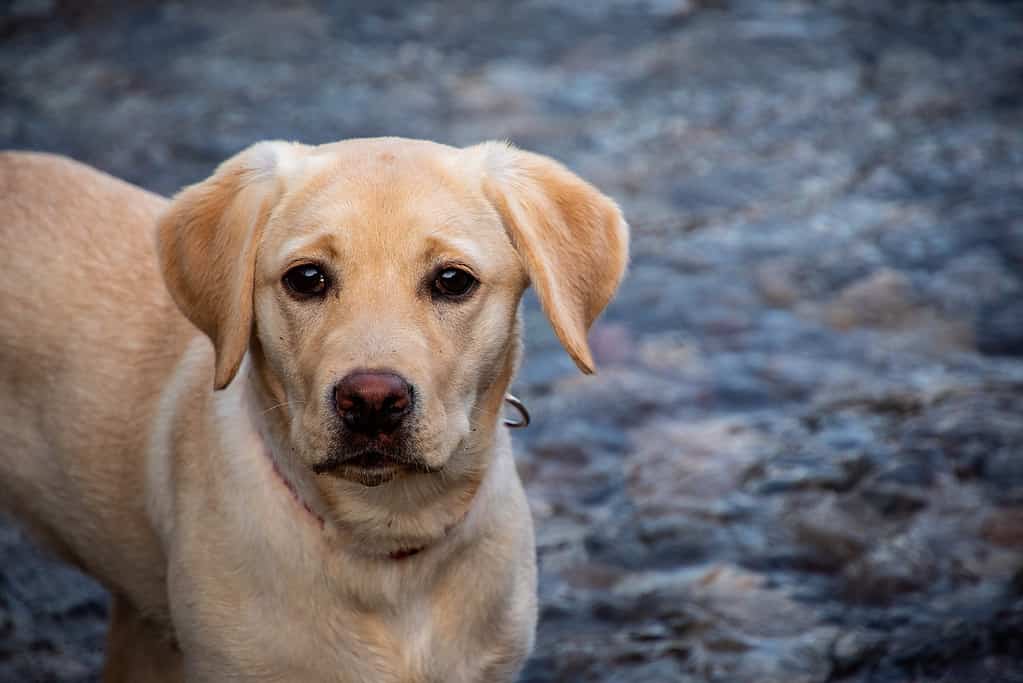 adolescent labrador