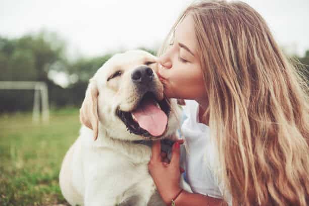 purebred labrador retriever