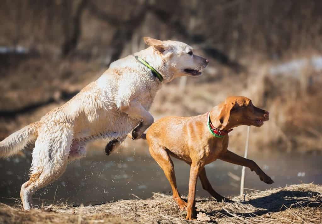 Vizsla vs labrador retriever