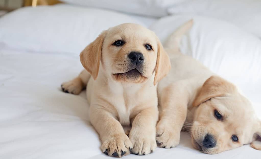 how to pick a labrador puppy from a litter