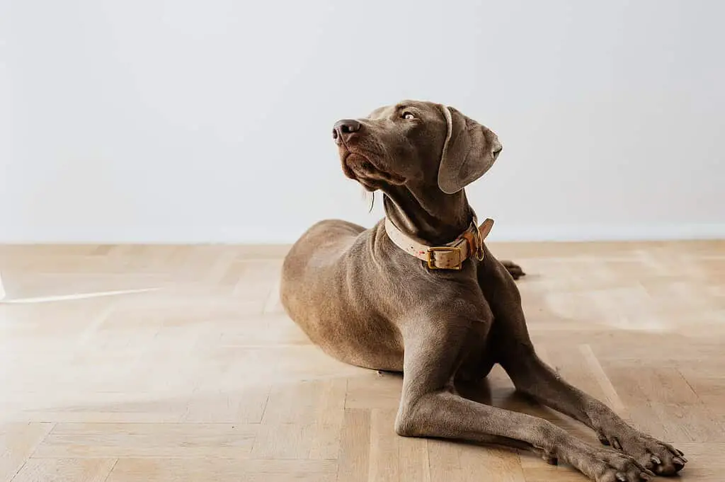 Excellent pets; labrador vs weimaraner breed