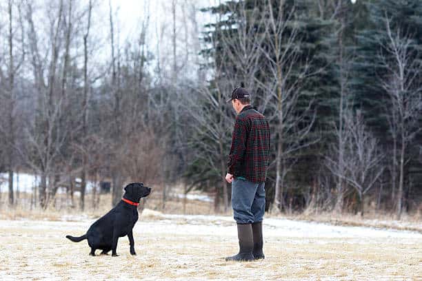 black english labrador