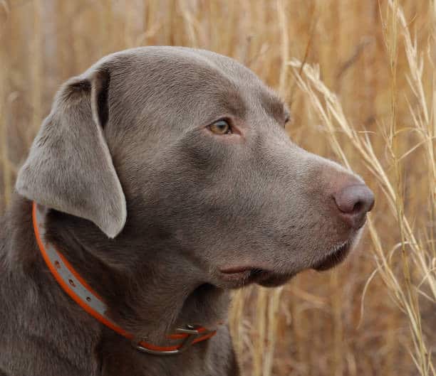 blue labs dogs