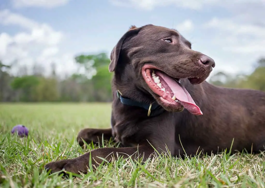 Labrador eats fast