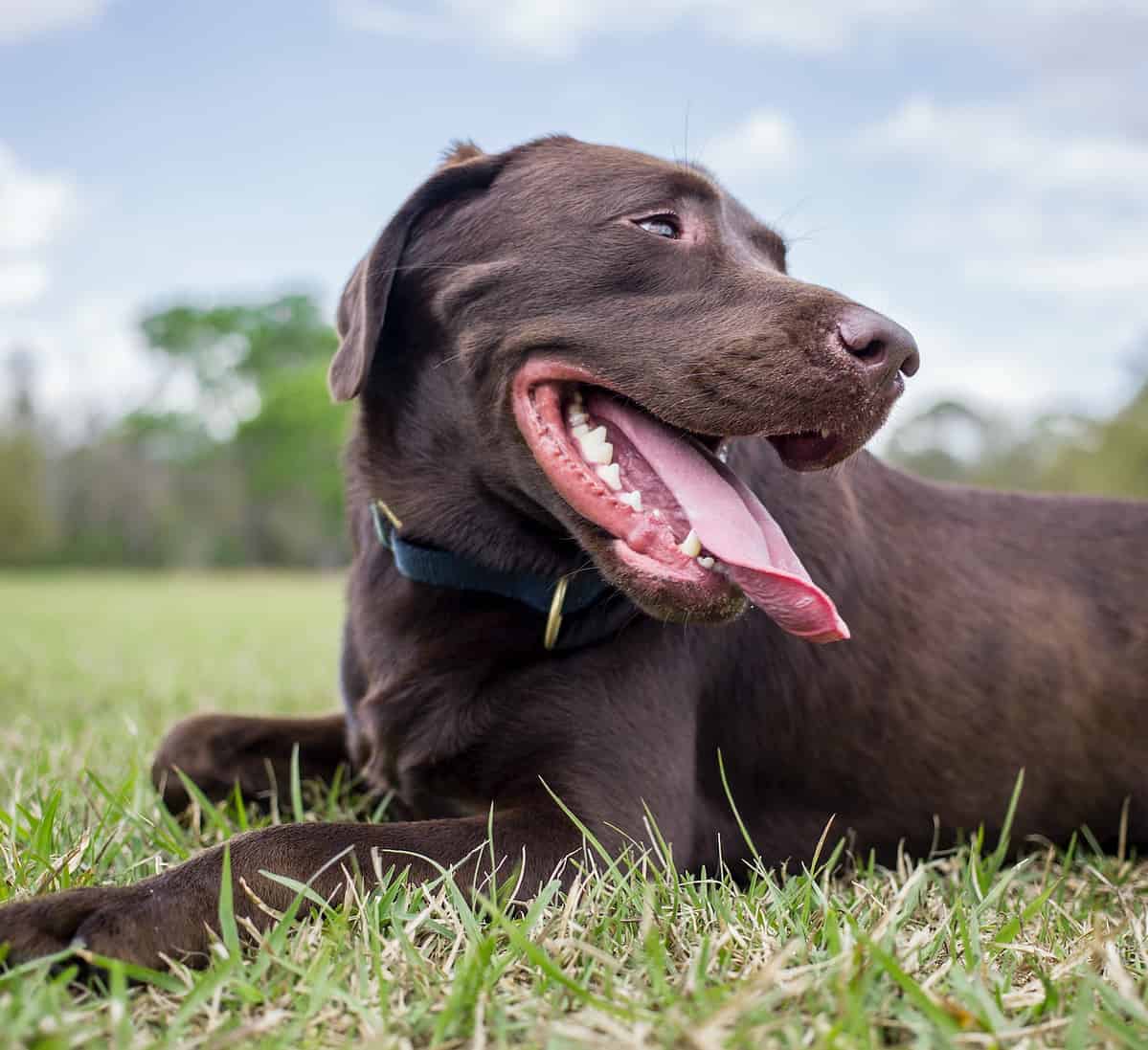 Why Do Labradors Eat So Fast? Here's How To Slow Them Down