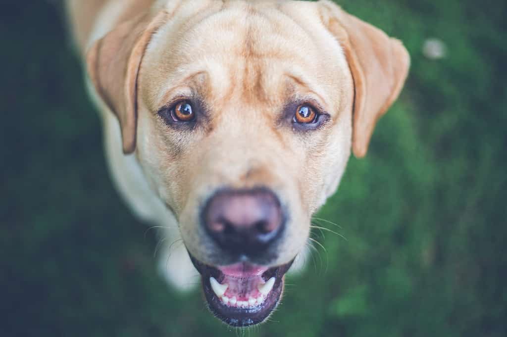 labrador 1 year old