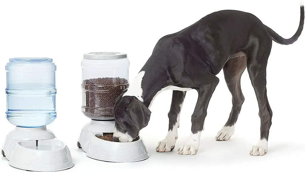 automatic slow feeder;  how fast does your dog eat? dog feel 