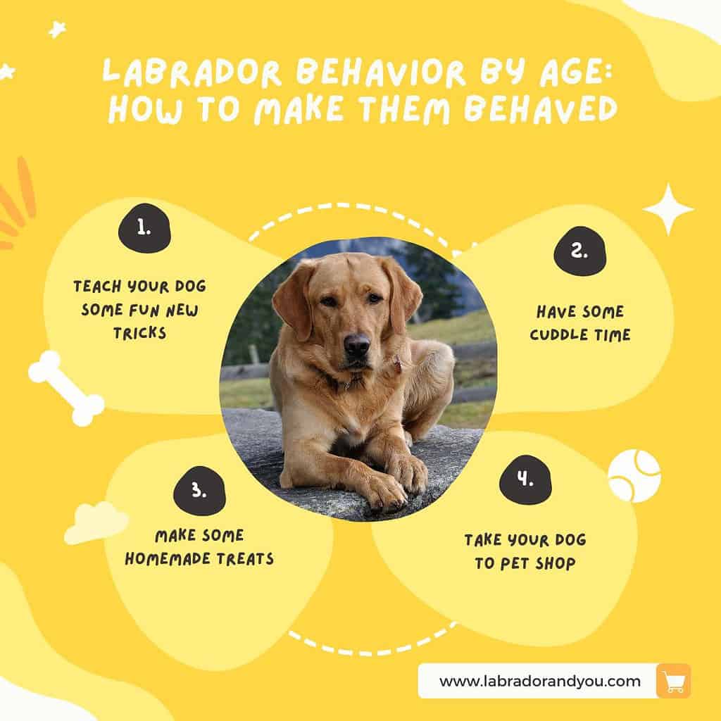 labrador behavior by age