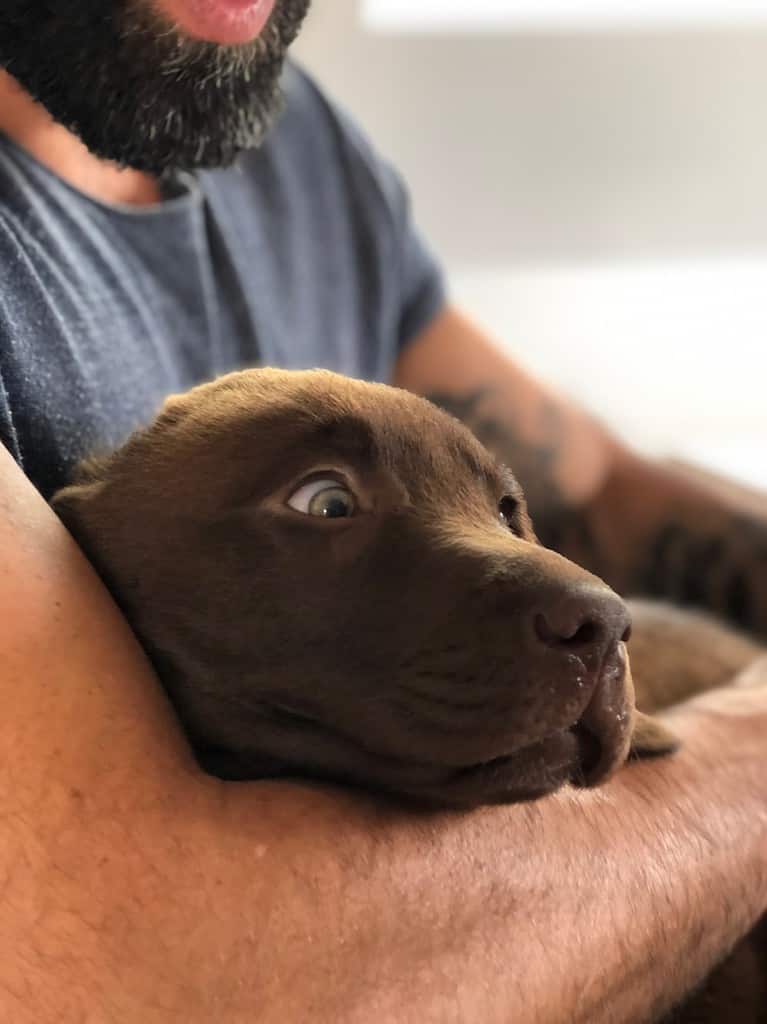 chocolate lab puppy names