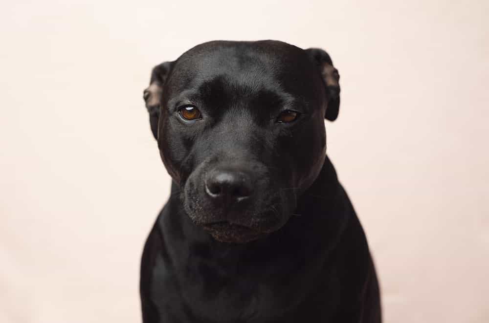 black lab with white chest