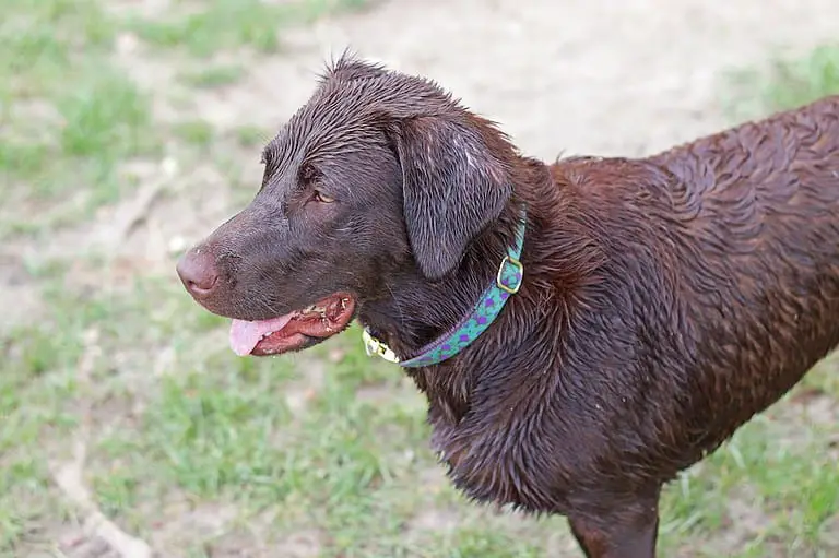 350 Best Chocolate Lab Names In The World Remarkable