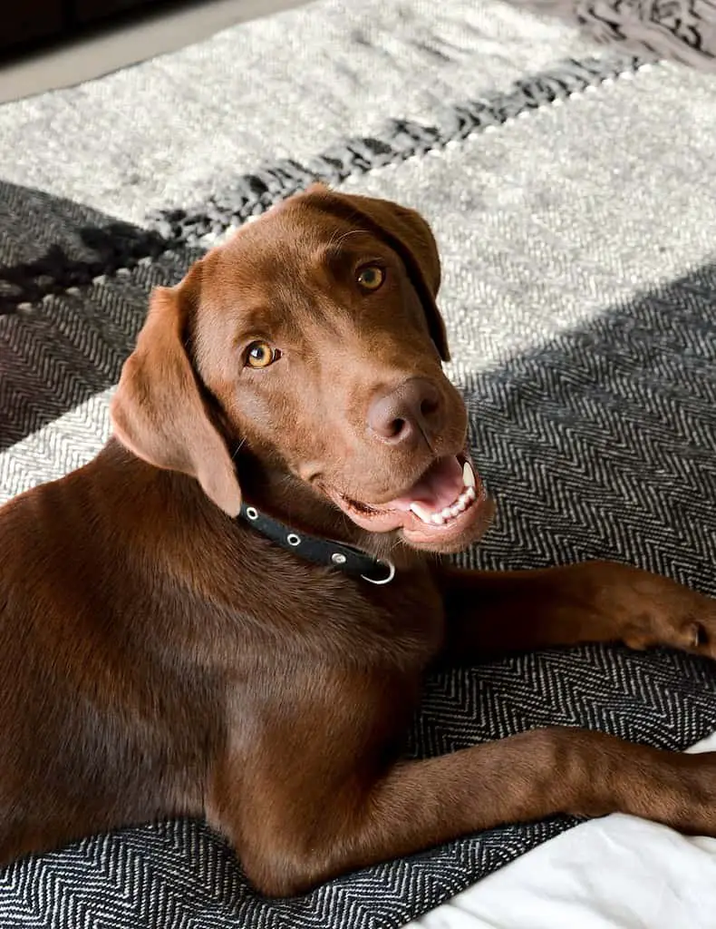 chocolate lab names for males