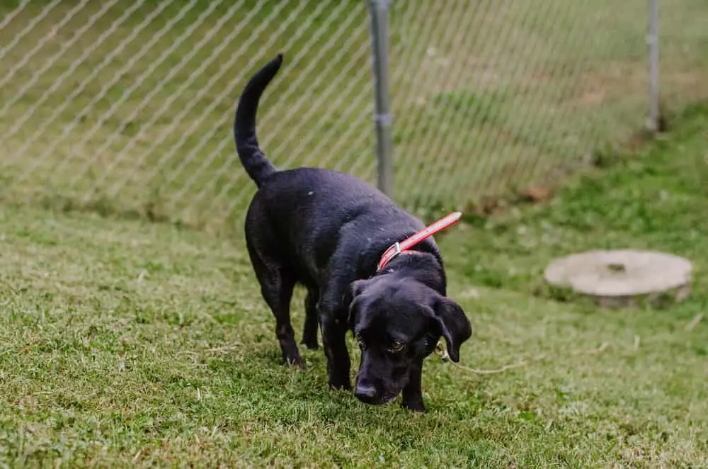 black labs